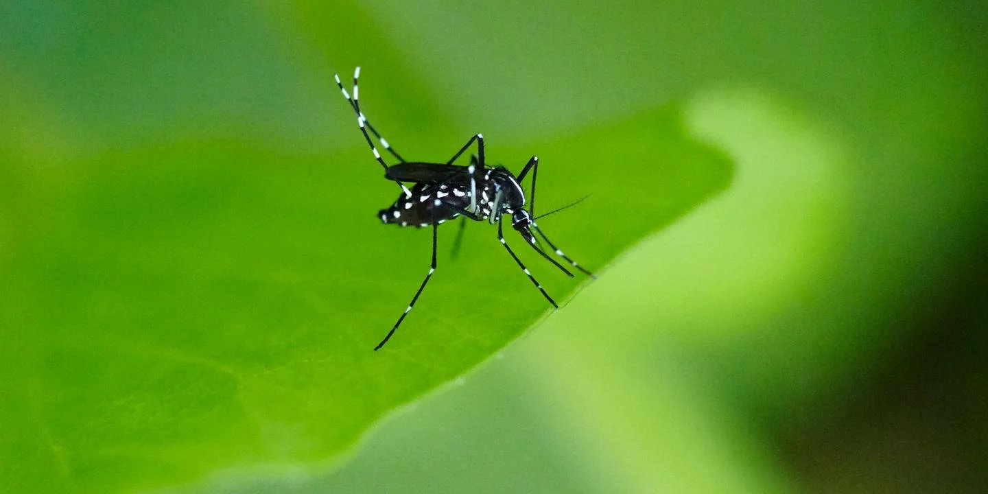Малярия, денге и чикунгунья бьют рекорды на фоне ускоряющегося распространения комаров