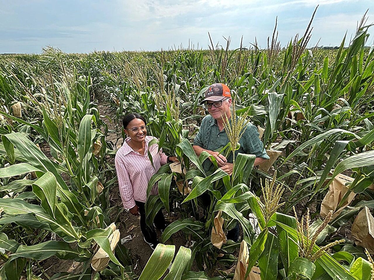 Study reveals genetic weakness in key U.S. corn breeding stock
