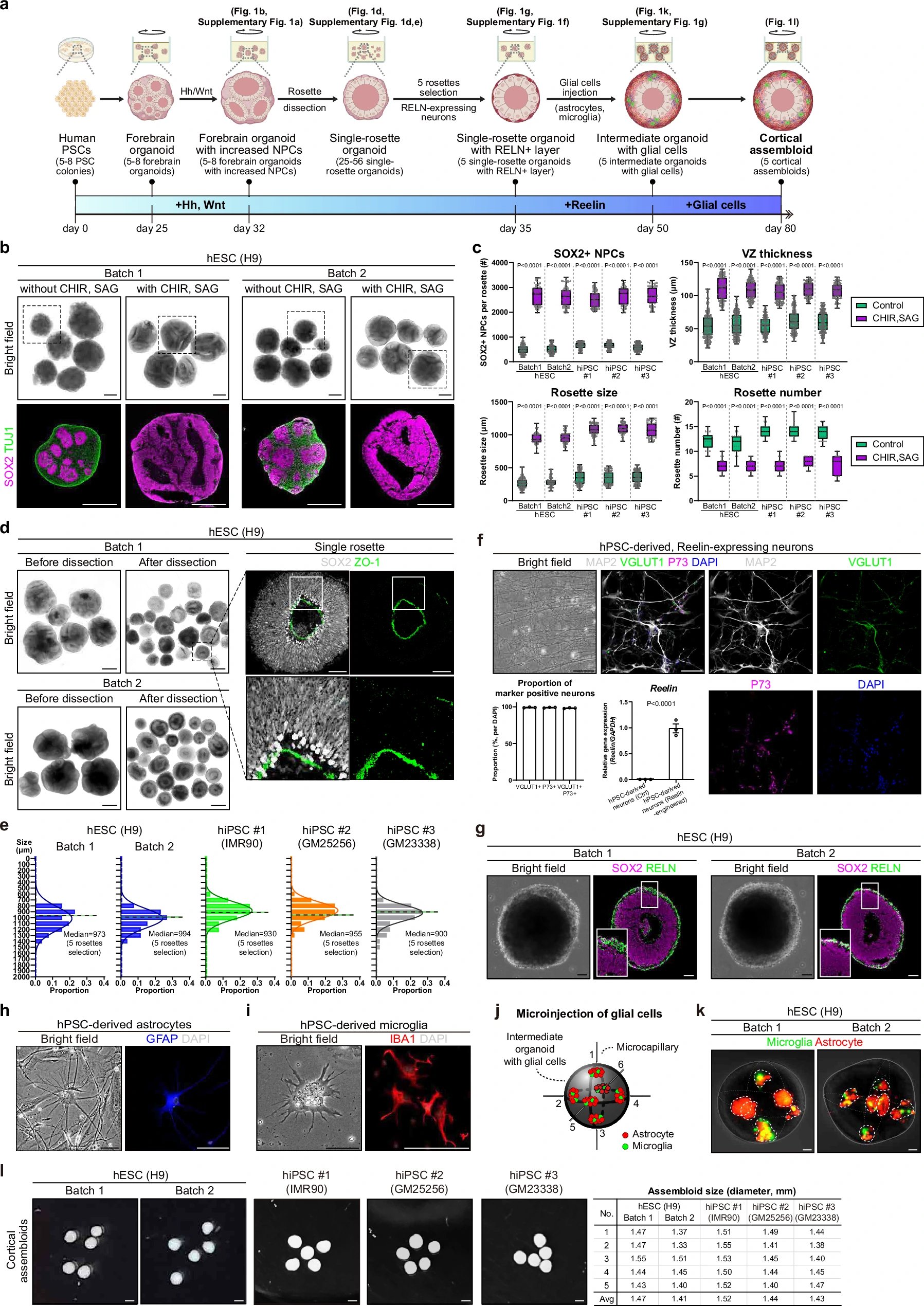 Исследование Nature показало пластичность радиальной глии в кортикальных органоидах мыши