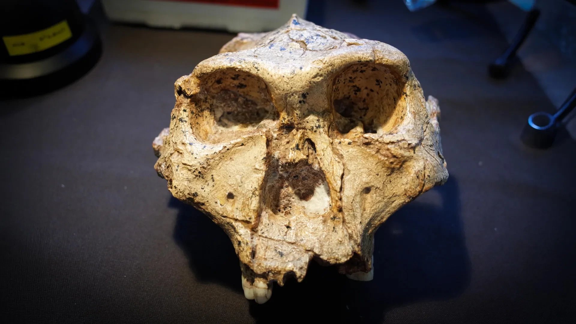 Исследование Monash предлагает включить австралопитеков и парантропов в род Homo за последние 5 млн лет