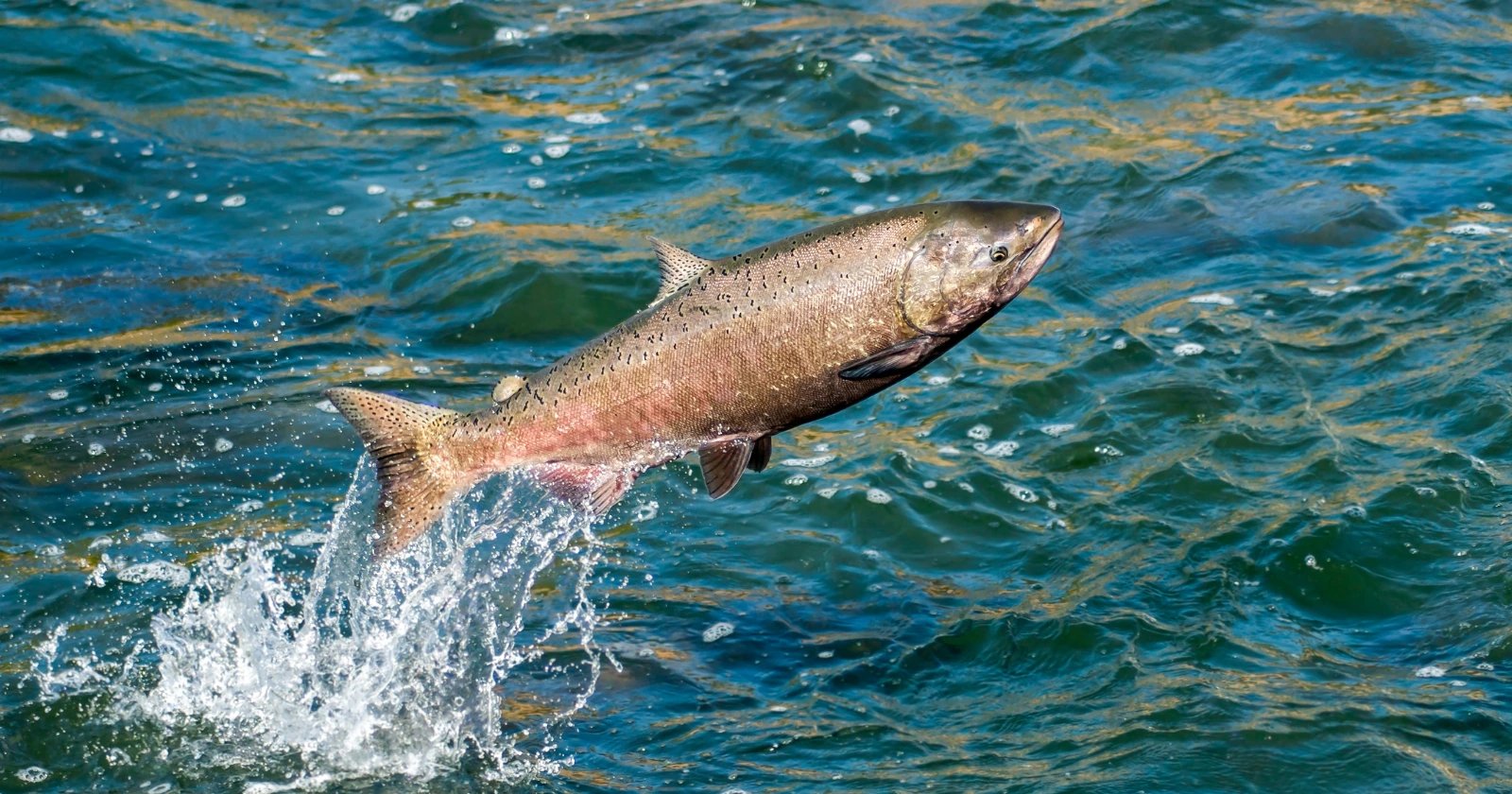 Датчики Sensor Fish показали, что резкий перепад давления убивает лосося на плотинах Колумбии