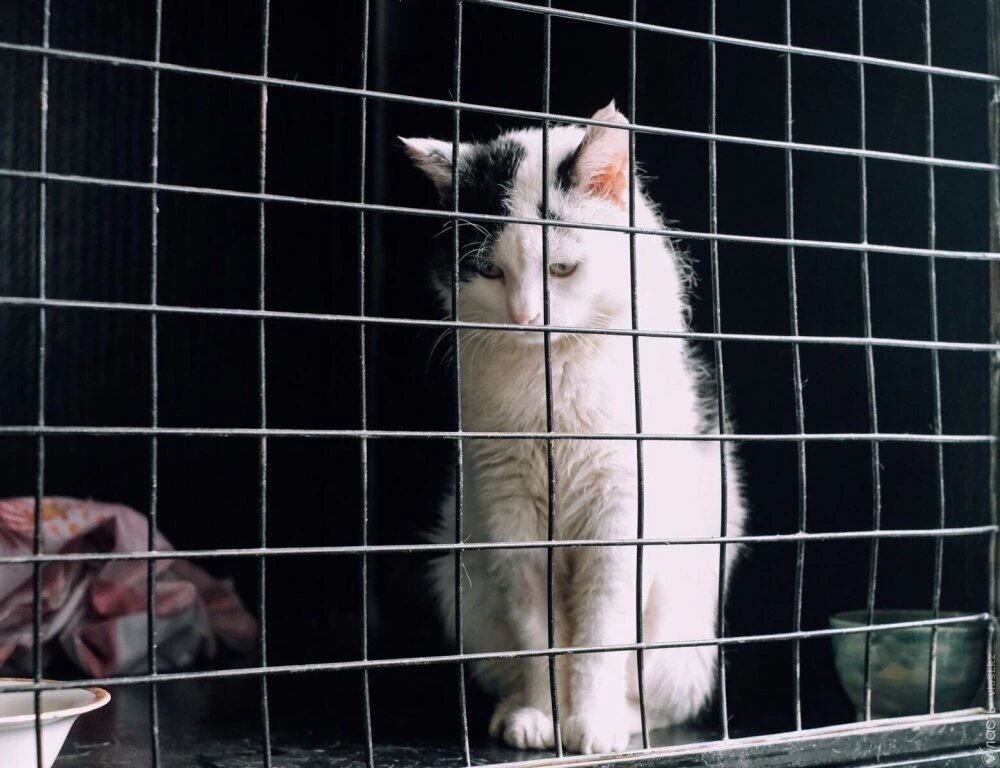 Полиция Конаева расследует действия участкового после изъятия и гибели 19 кошек