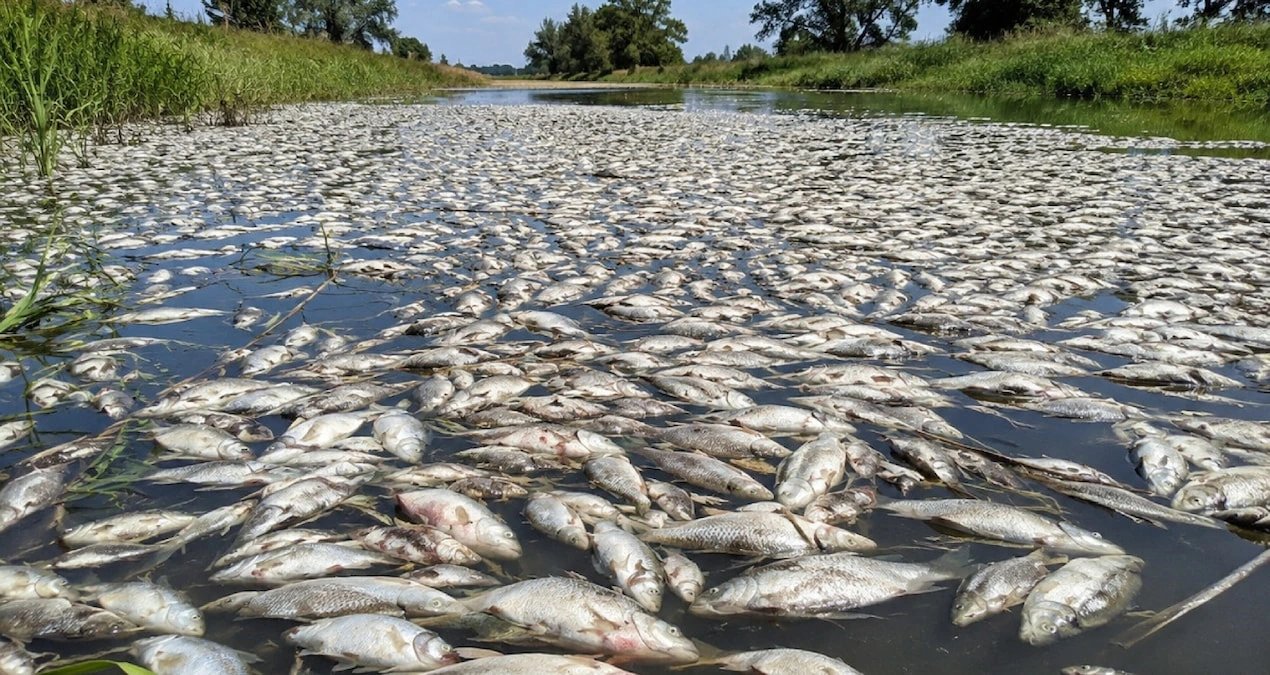 Токсичные водоросли убили более 4 тонн рыбы в Гливицком канале в Польше